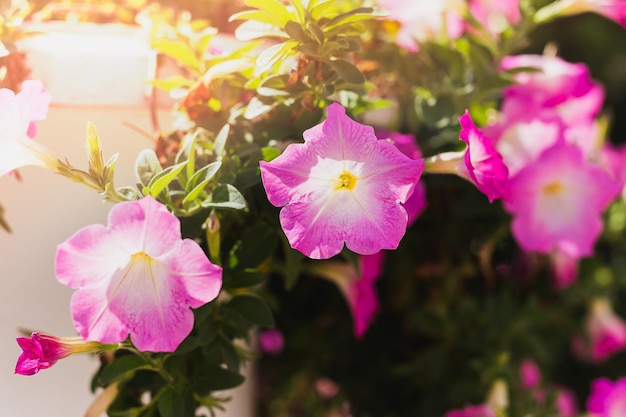 Rosa Petunienblume, die in einem Garten blüht