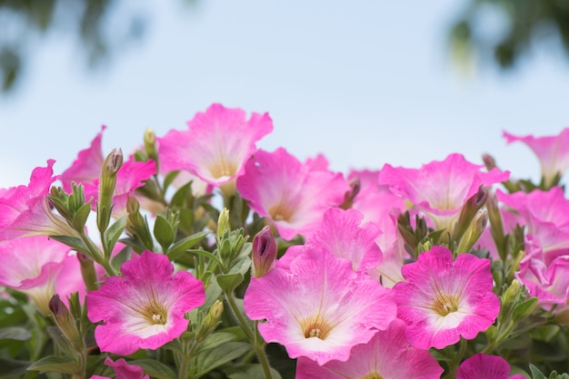 Rosa Petunienblume in der Blüte