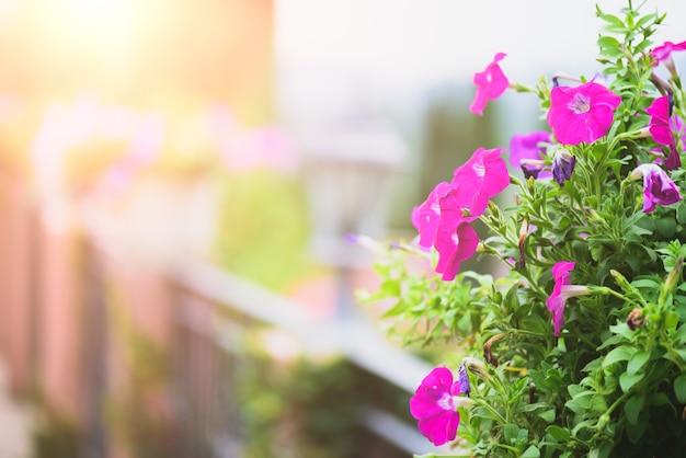 Rosa Petunienblumen im Topf