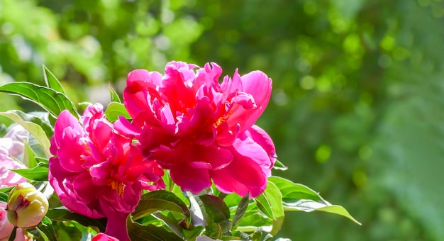 Foto rosa pfingstrose auf einem smaragdgrünen hintergrund im garten