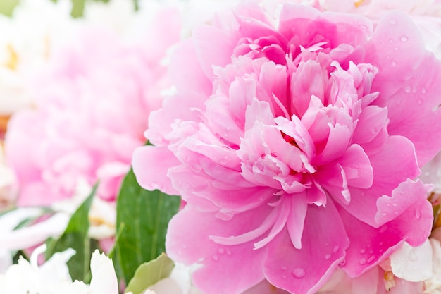 Rosa Pfingstrose blüht im Garten.