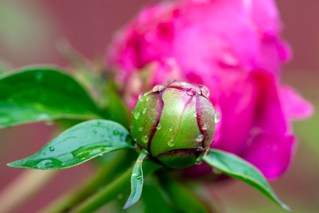 Rosa Pfingstrose blüht im Sommer