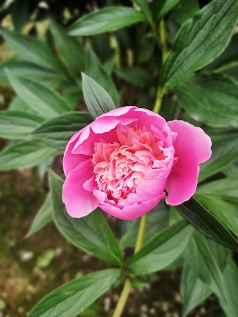 Rosa Pfingstrose blüht nah oben close