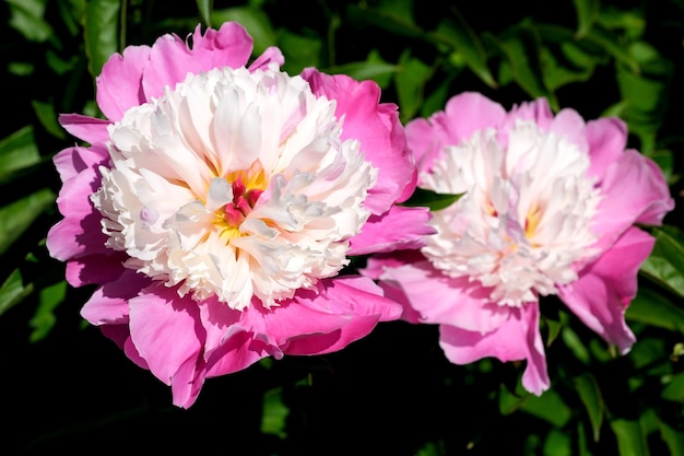 Rosa Pfingstrose blüht Nahaufnahme