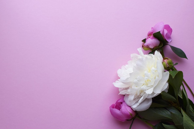 Rosa Pfingstrose Blumen auf einem rosa Hintergrund Ansicht von oben Konzept Muttertag Familientag Valentinstag