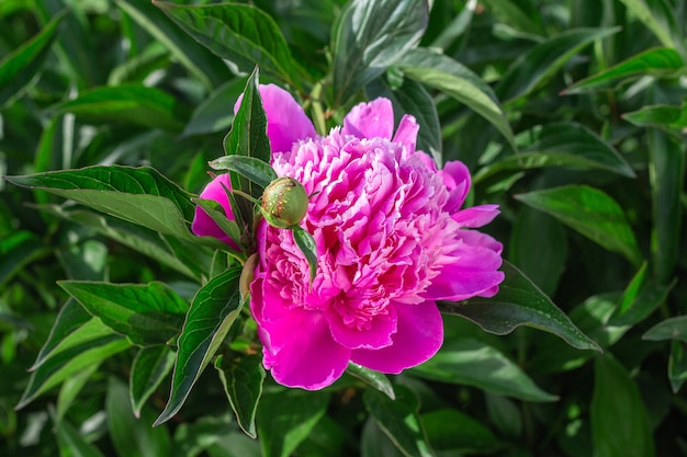 Rosa Pfingstrose, die im Gartenwasser wächst, lässt Nahaufnahme fallen