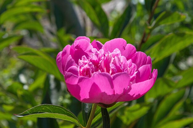 Foto rosa pfingstrose im garten auf einem hintergrund aus grünen blättern