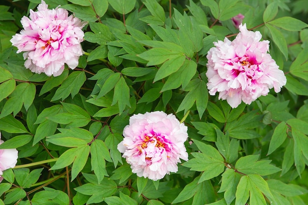 Rosa Pfingstrose zarte rosafarbene Blumen, die im Sonnenlicht baden. Hellrosa Pfingstrose blühte im frühen Frühling