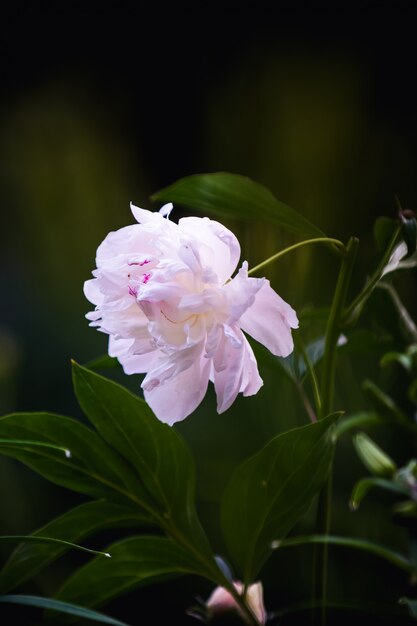 Rosa Pfingstrose zwischen grünen Blättern