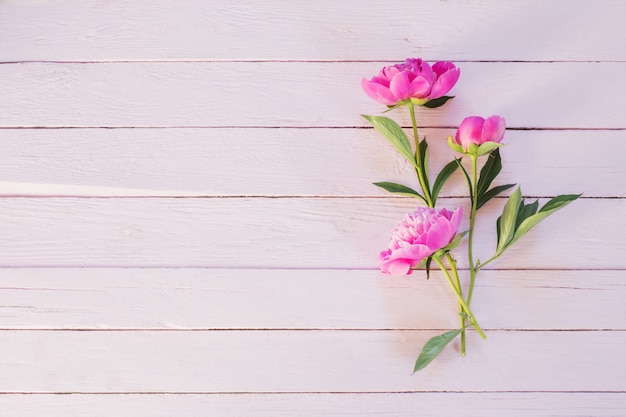 Rosa Pfingstrosen auf hölzernem Hintergrund