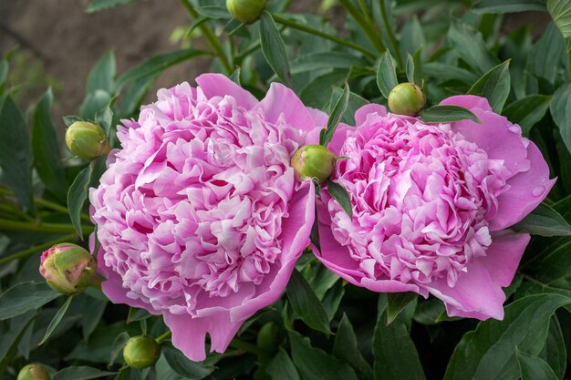 Rosa Pfingstrosen große Blüten voller Pfingstrosen Nahaufnahme zarter Blütenblätter