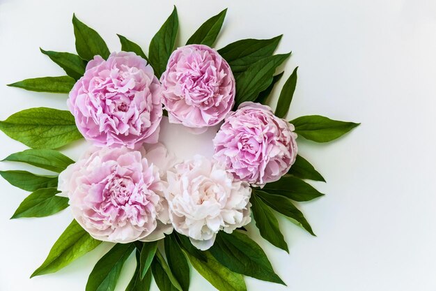 Rosa Pfingstrosenblüten mit grünen Blättern