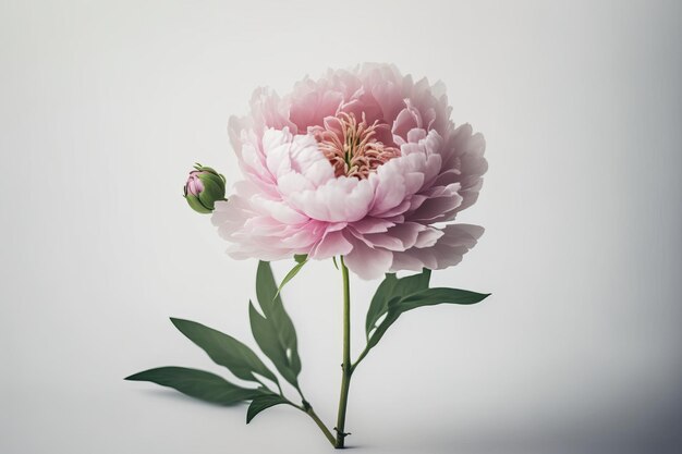 Rosa Pfingstrosenblume auf weißem Hintergrund Illustrator AI Generative