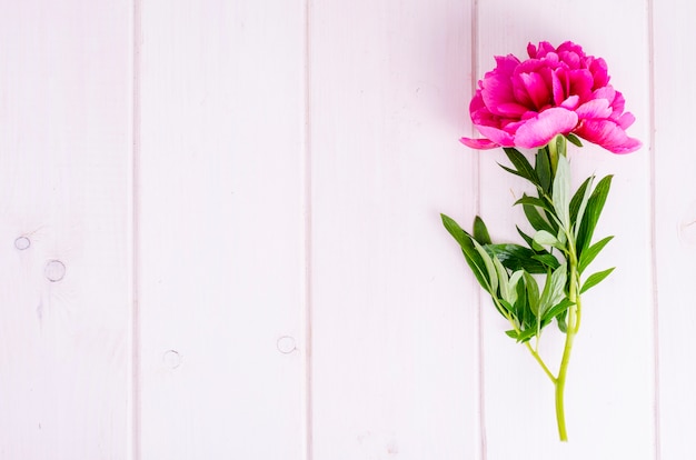 Rosa Pfingstrosenblume auf weißem Holztisch.