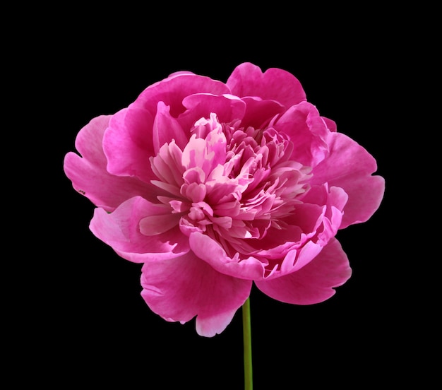 Foto rosa pfingstrosenblume lokalisiert auf schwarzem hintergrund