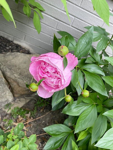 Rosa Pfingstrosenblume Rosa Pfingstrosen Rosa Blume mit Pfingstrosenknospen