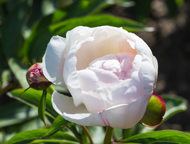 Rosa Pfingstrosenblume