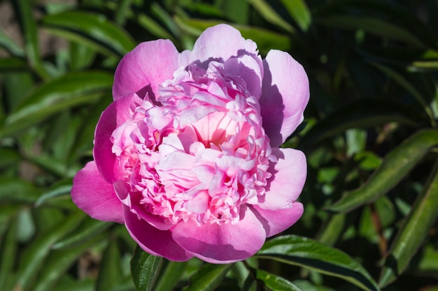 Rosa Pfingstrosenblume