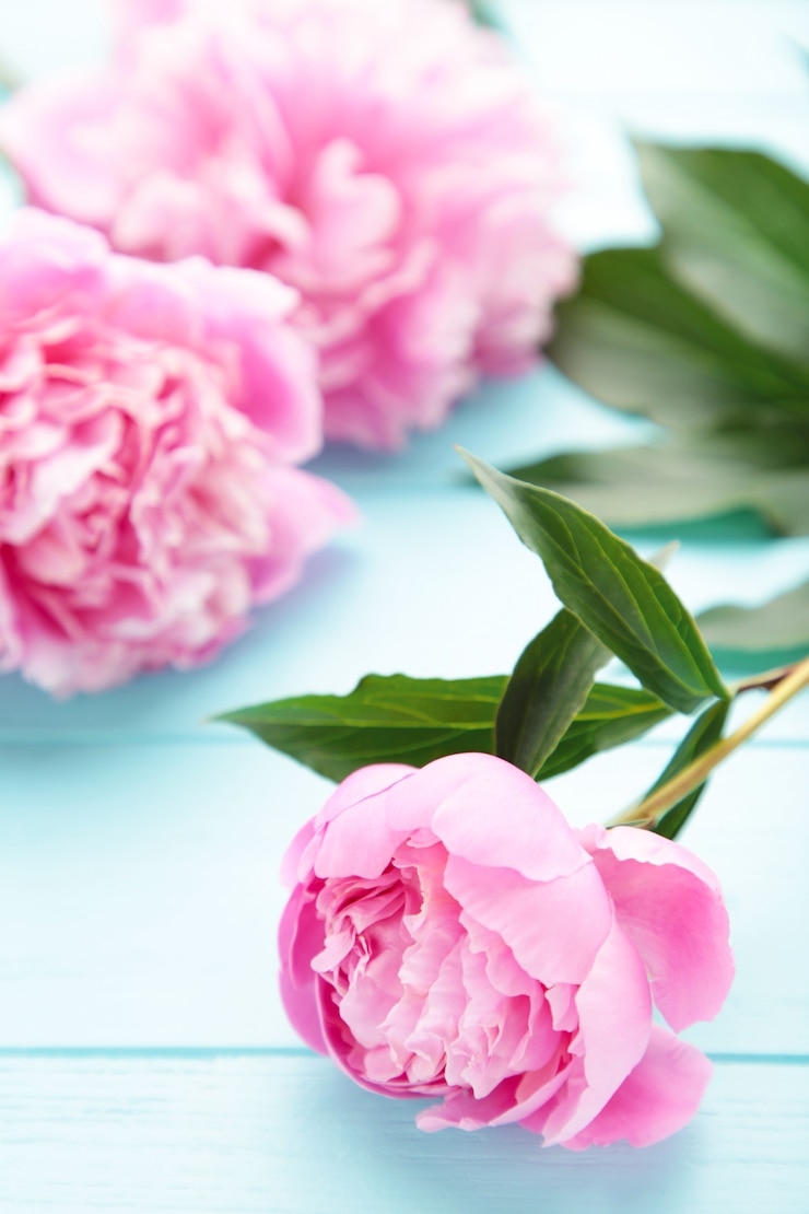 Foto rosa pfingstrosenblumen auf blauem holz.