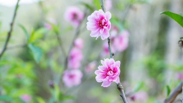 Rosa Pfirsichblüte im Garten.