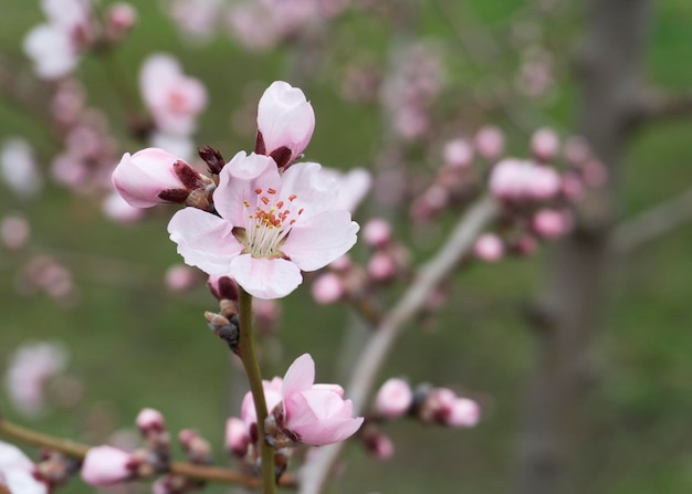 Rosa Pfirsichblüten im Frühjahr 11