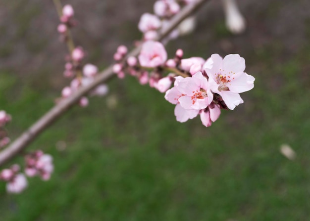 Rosa Pfirsichblüten im Frühjahr 6