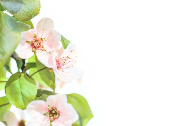 Rosa Pflaumenblüten mit grünen Blättern auf weißem Hintergrund