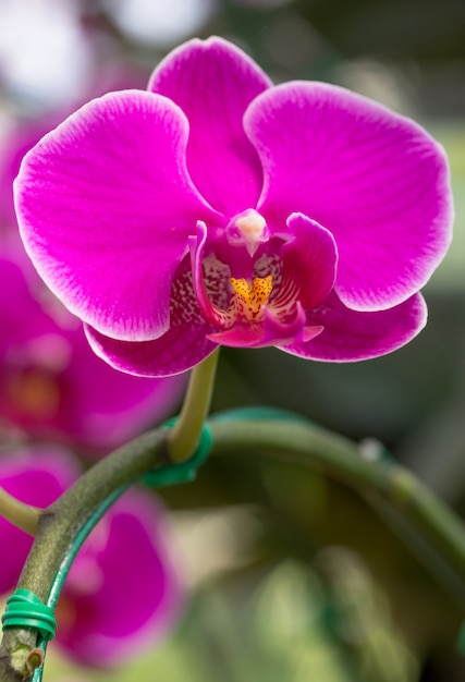 Rosa Phalaenopsis Orchidee Blume