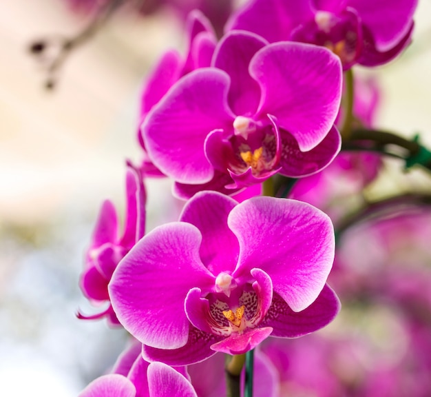 Rosa Phalaenopsis-Orchideenblume