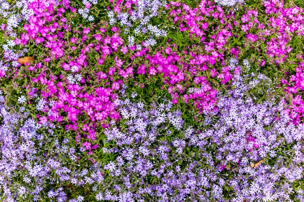 Rosa Phlox-Subulata. Hintergrund der Blumen Phlox subulata.