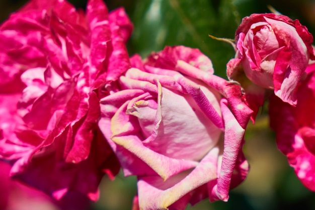 Rosa planta y hojas de cerca