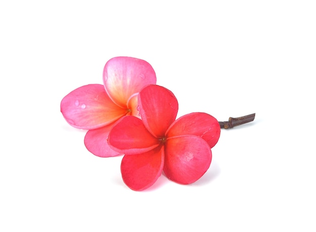 Rosa Plumeria-Blume lokalisiert auf Weiß