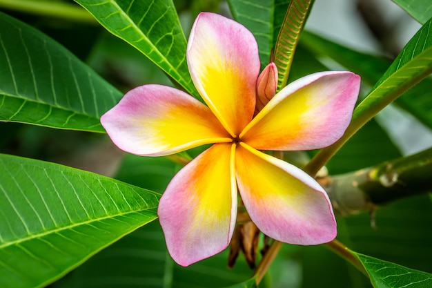 Rosa Plumeria im Garten hautnah