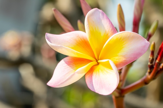 Rosa Plumeria im Garten hautnah