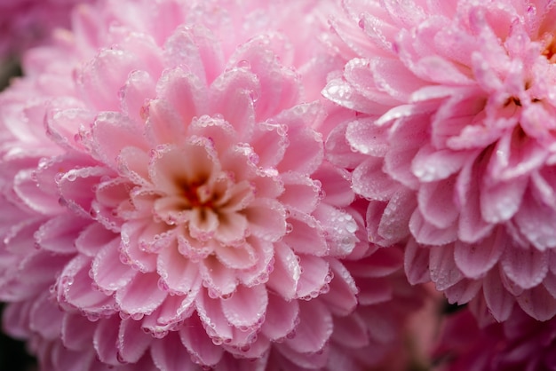 Rosa Pompon-Chrysanthemenblumen mit gefrorenen Tautropfen Nahaufnahme, schöner Blumenhintergrund