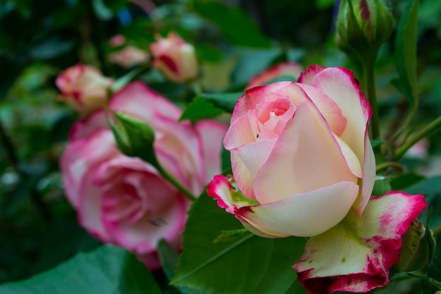 Rosa en el primer plano del jardín.