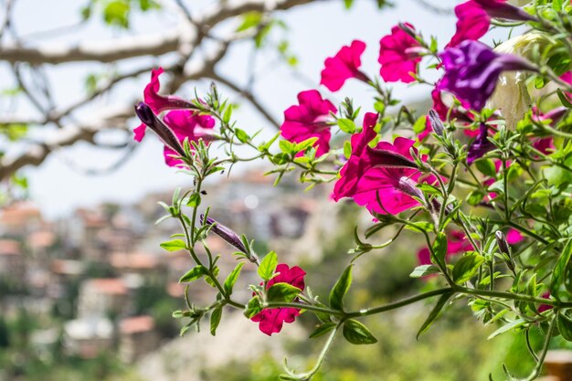 rosa púrpura blanco petunia flores floreciendo