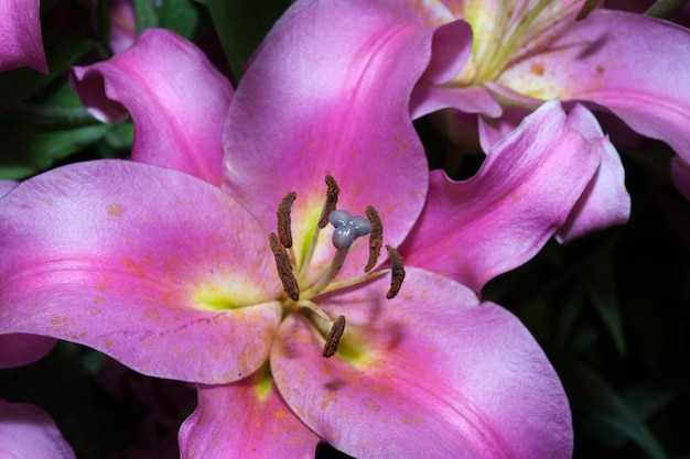 rosa púrpura flor de lírio bela cor de perto