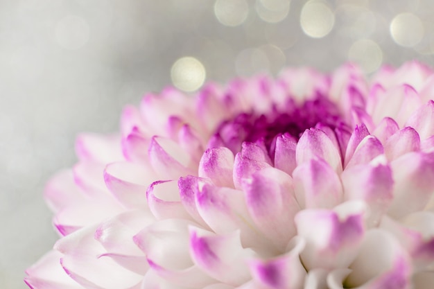 Rosa-purpurrote Chrysanthemenblumennahaufnahme auf einem hellen Hintergrund