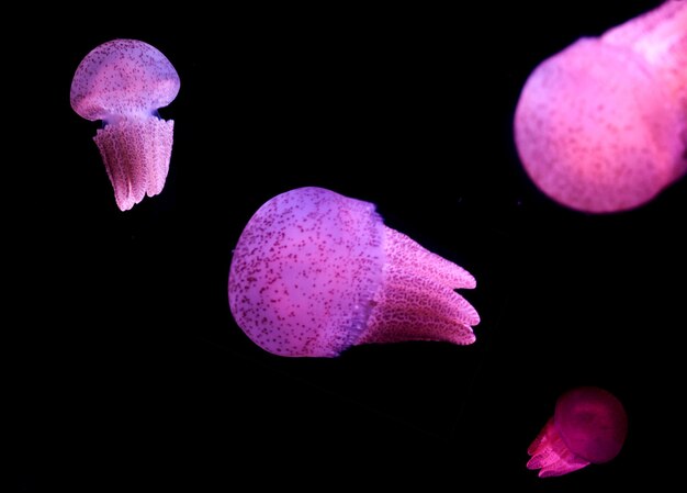 Rosa Quallen schwimmen im tiefen Ozean vor schwarzem Hintergrund. Nahansicht