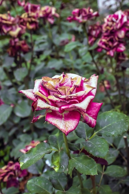 Rosa que se desvanece en el jardín Marchitándose