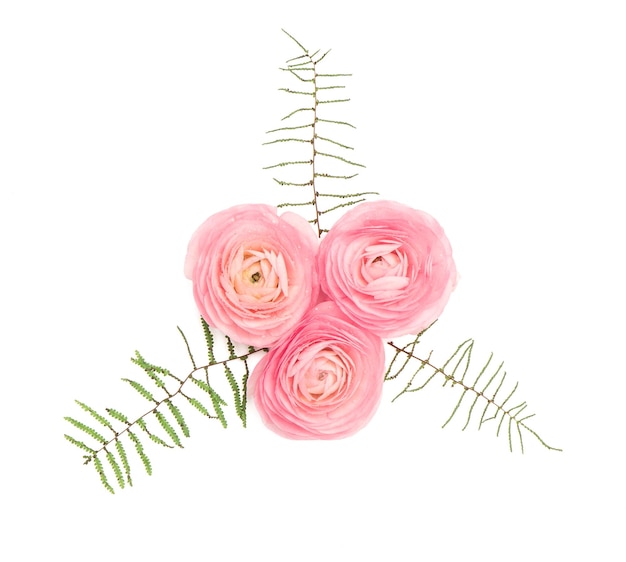 Rosa Ranunkelblume Blumendekoration flach liegend
