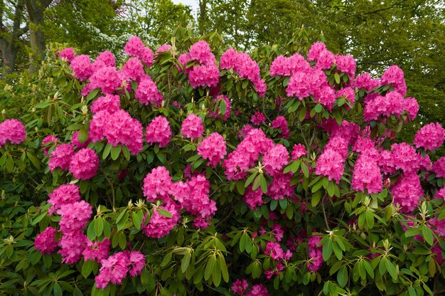 Rosa Rhododendron blüht