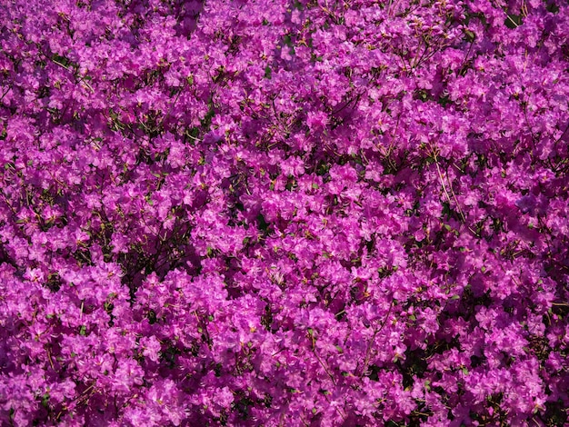 Rosa Rhododendron. Blumenteppich aus blühenden Rhododendren.