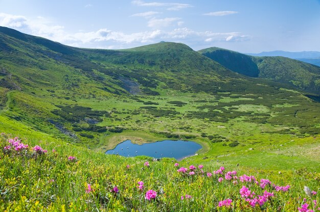 Rosa Rhododendronblüten nahe kleinem Sommergebirgssee (Ukraine, Karpaten)