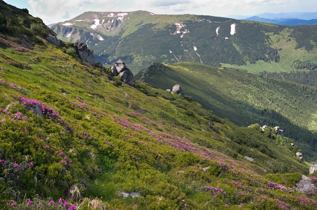 Rosa Rhododendronblumen auf Sommergebirgshang