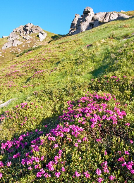 Rosa Rhododendronblumen auf Sommergebirgshang