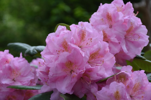Rosa Rhododendronbusch, der im Frühling blüht und blüht