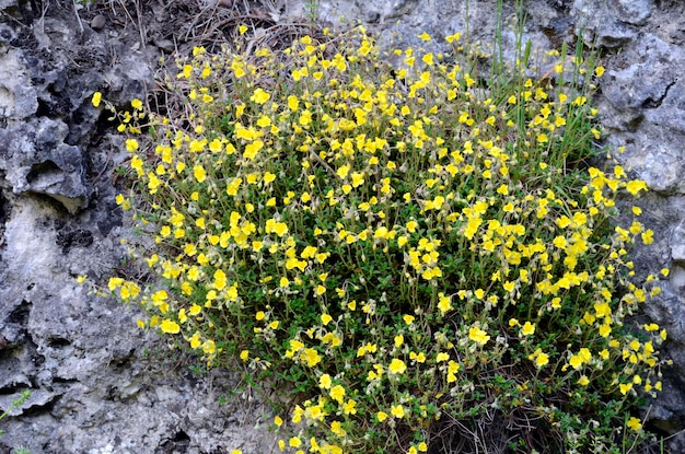 La rosa de roca amarilla Helianthemum oelandicum en flor