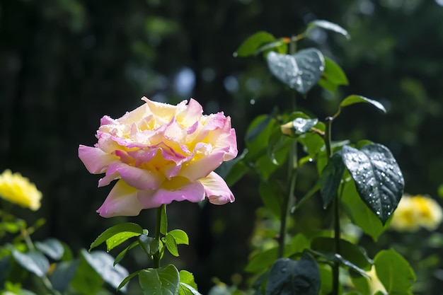 Rosa de rocío amarillo en un parque al aire libre con hojas verdes en un día soleado